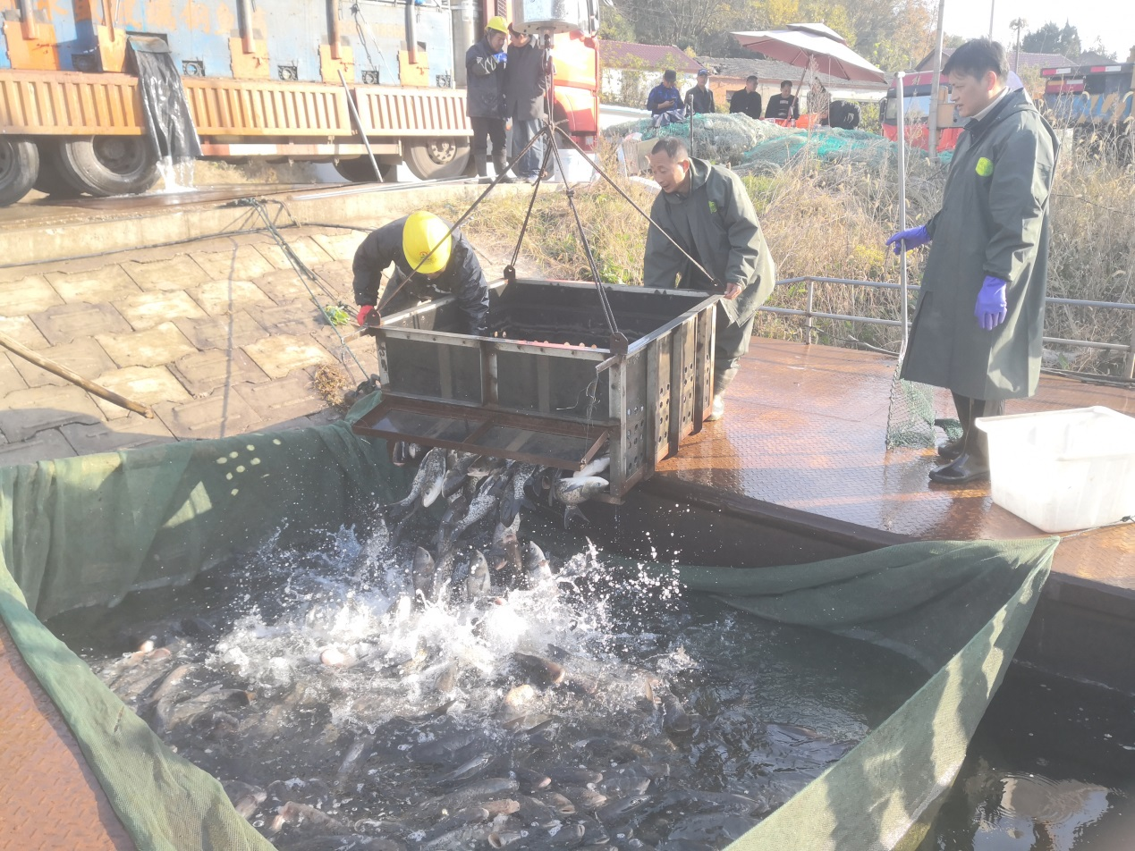 萬(wàn)佛湖圓滿(mǎn)完成2021年度魚(yú)種增殖投放